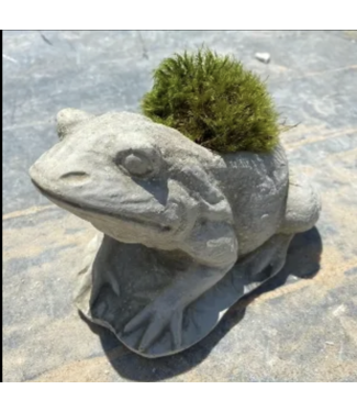 Concrete - Frog Planter
