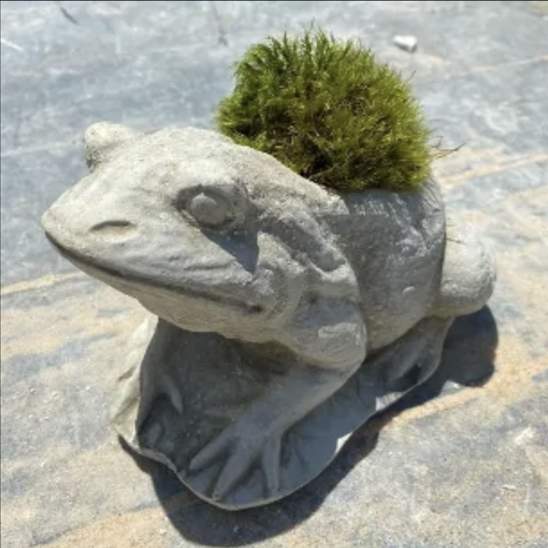Concrete - Frog Planter