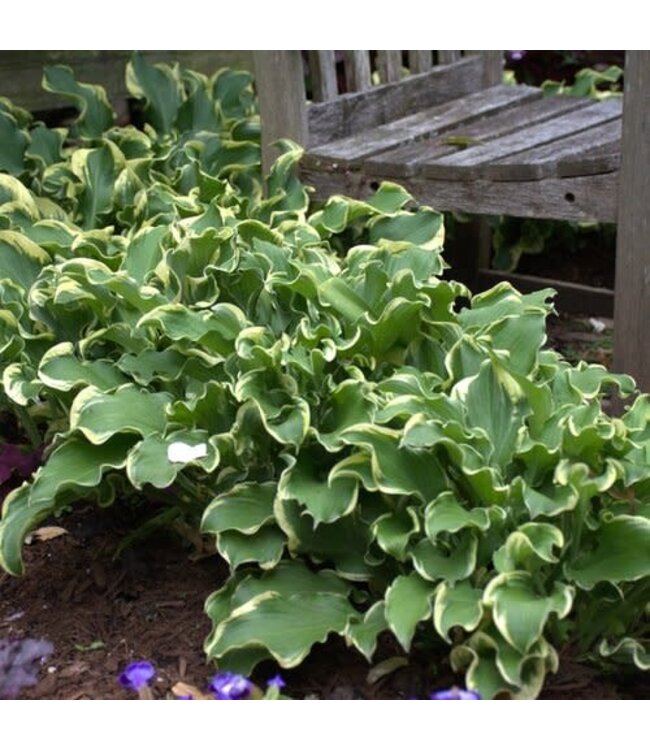 Hosta 'Shadowland Wheee!' PW 1gal
