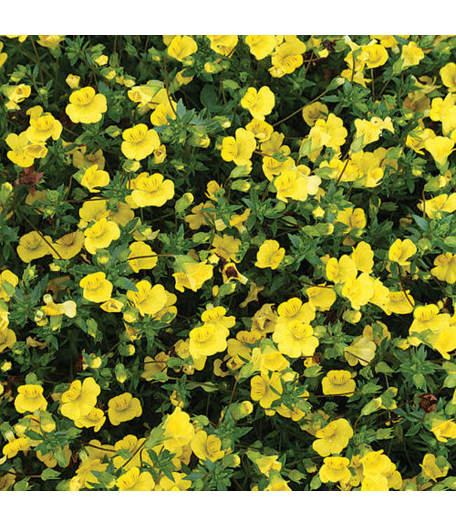 Mecardonia Gold Dust PW 1Q