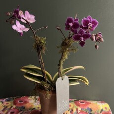 THF Thomas hospital -Variegated 2 leaf orchid with Berg pot