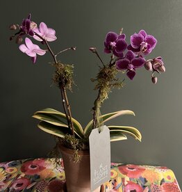 THF Thomas hospital -Variegated 2 leaf orchid with Berg pot