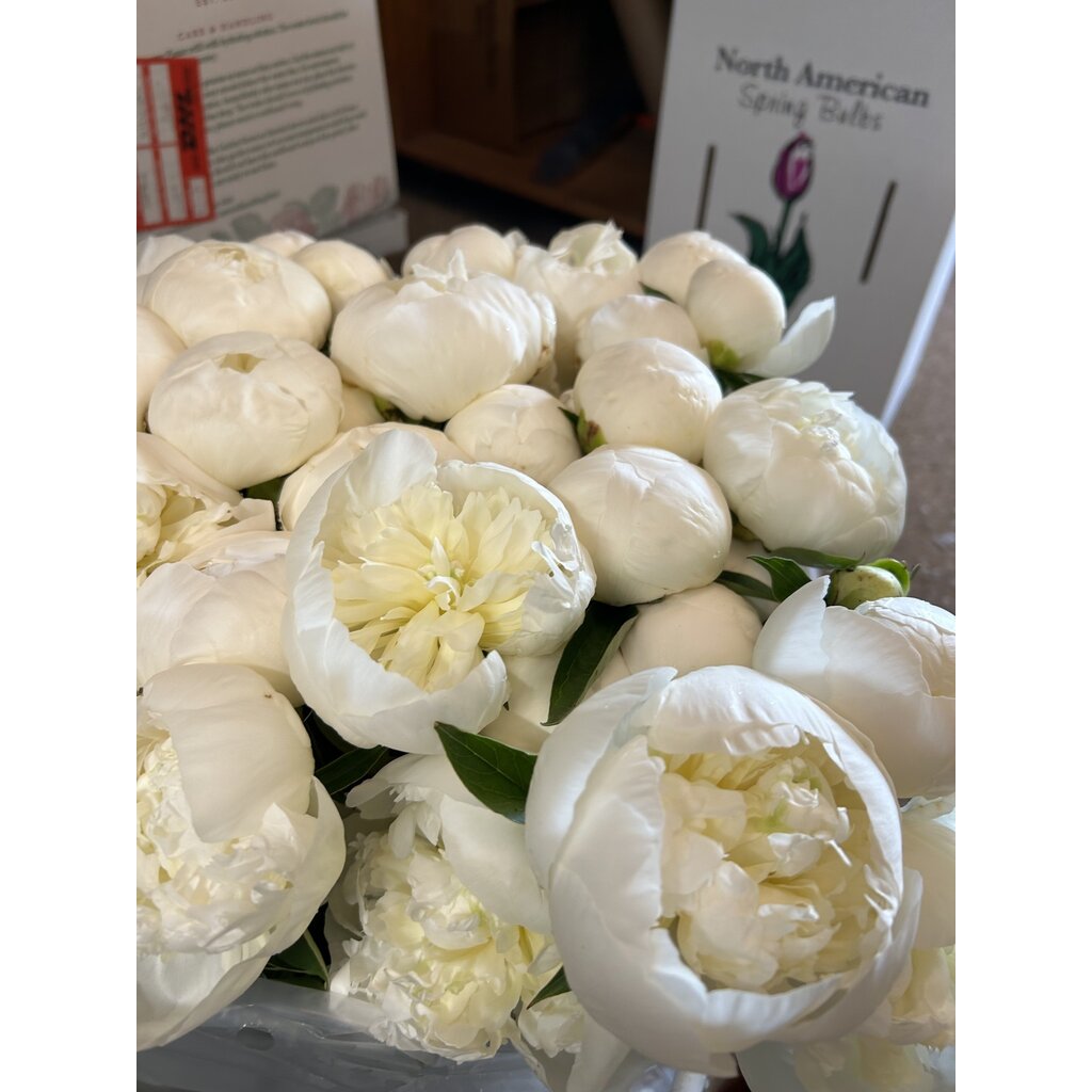 FCS  Peonies - bunch of 5