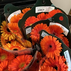 FCS Gerbera Stem Select  - pack of 10