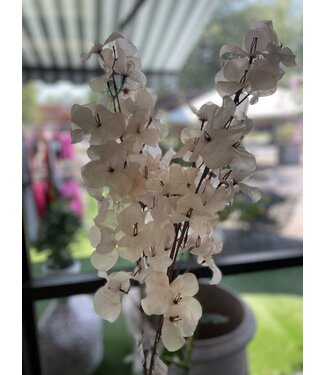 Abigail Ahern BOUGAINVILLEA BLUSH STEM