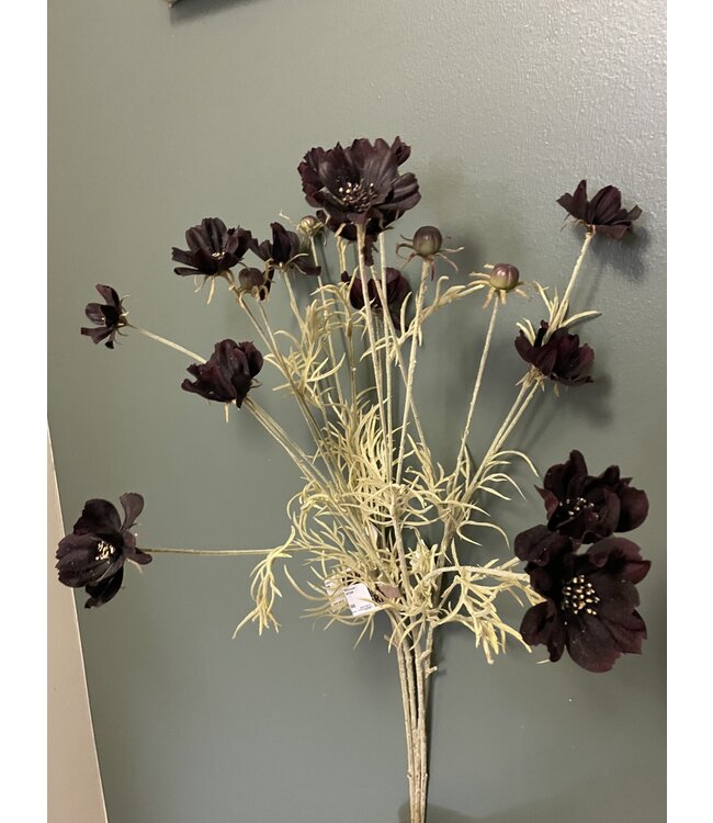 Abigail Ahern COSMOS STEM