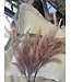 Abigail Ahern FOXTAIL STEM