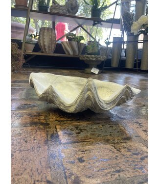 Concrete - St Augustine Clam Shell
