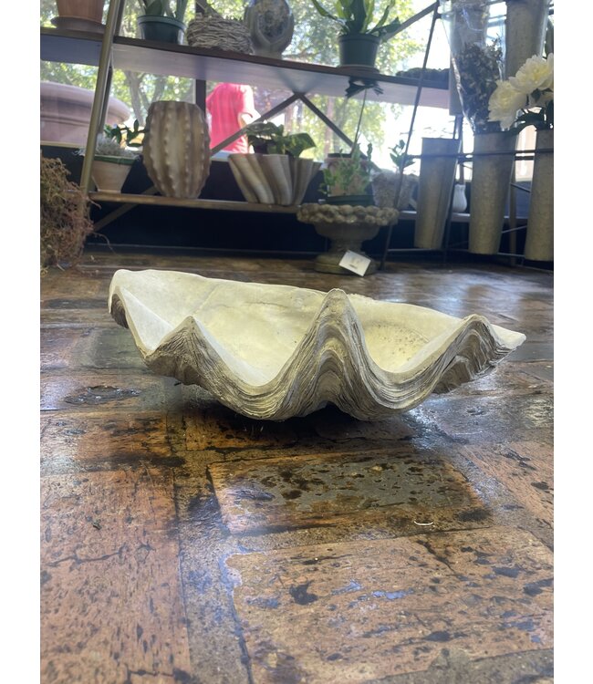 Concrete - St Augustine Clam Shell
