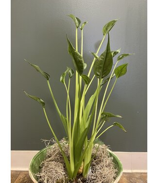 Alocasia-Tiny Dancer