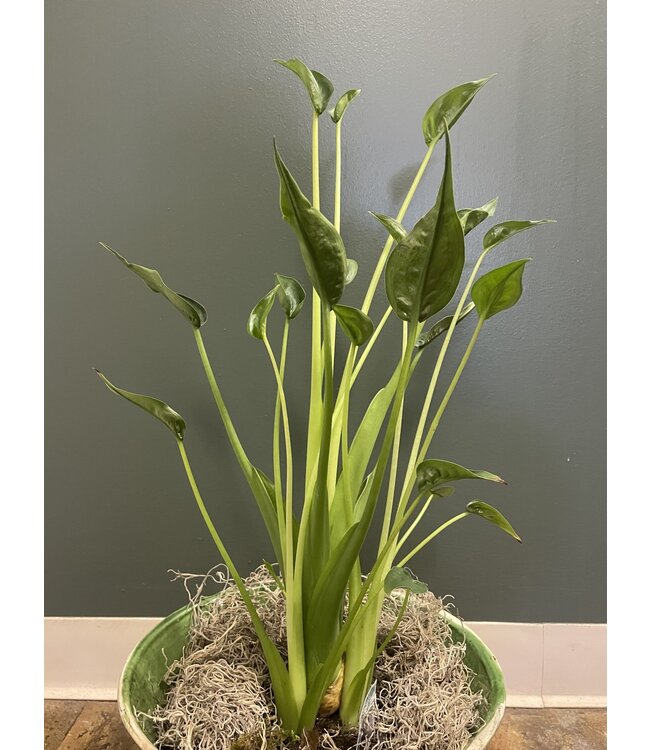 Alocasia-Tiny Dancer