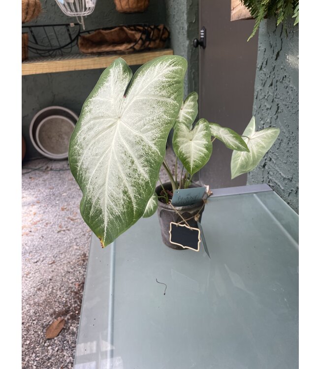 Caladium Aaron 6” Single