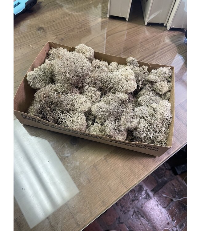 REINDEER MOSS Natural single