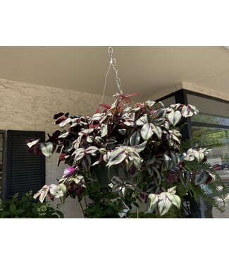 berg Prem Mixed  10" Hanging Basket