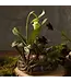 Lichen Planter 9"x 8"x 6.5"
