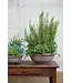 berg Berg Erbe RAW Bowl