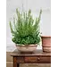 berg Berg Erbe RAW Bowl