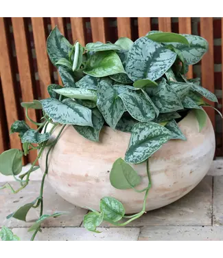 Anamese Garden + Home Ronde Planter Small 7"H x 10"W  Vietnamese Unglazed