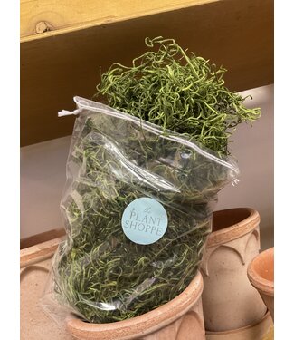 Green Spanish Moss Box