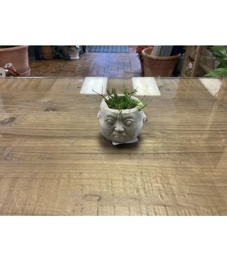 Concrete - Small Mr. Moody Pot Head