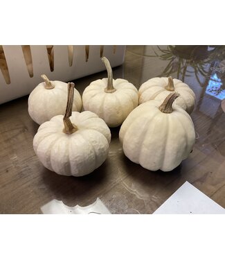 26 - Mini White with stem pumpkin