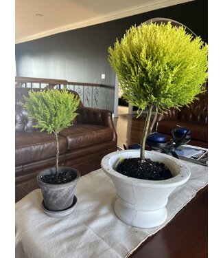 Goldcrest Topiary 4.5" Lemon Cypress