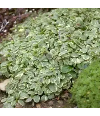Ajuga, Silver Queen 4"