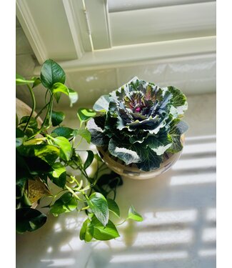 Flowering Kale 4"