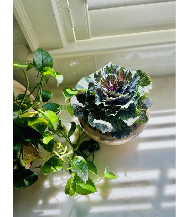 Flowering Kale 4"