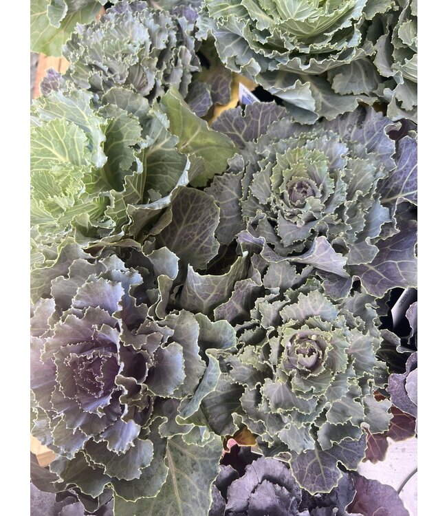 Flowering Kale 4"