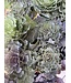 Flowering Kale 4"