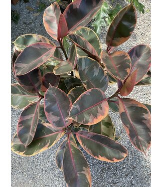 Ruby Rubber -Elastica Burgundy (Rubber Tree) 8"