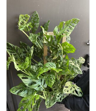 The Plant Shoppe Swiss Cheese Trellis