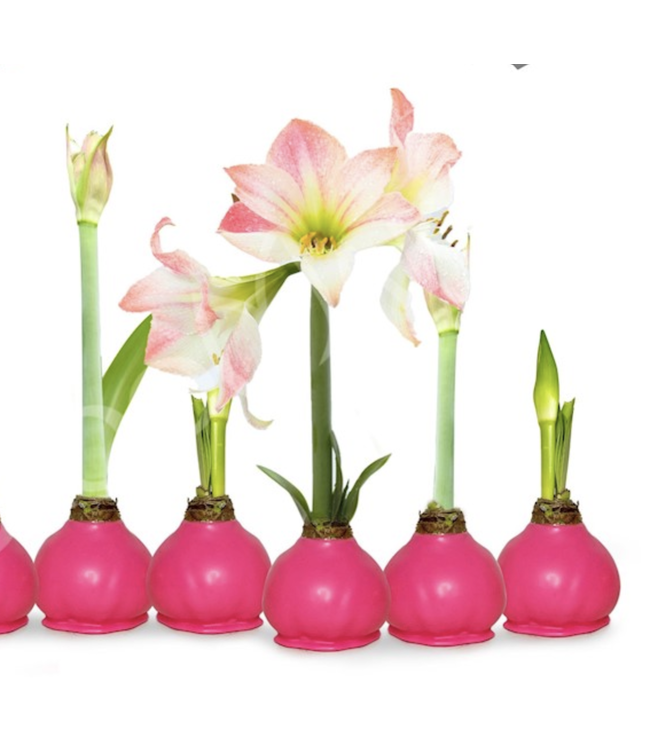 "Pink Warrior" Waxed Amaryllis