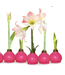 "Pink Warrior" Waxed Amaryllis