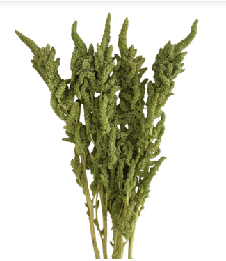 FCS - AMARANTHUS Upright GREEN