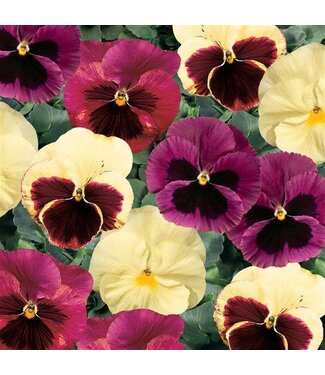 4" Pansy Delta Apple Cider Mix