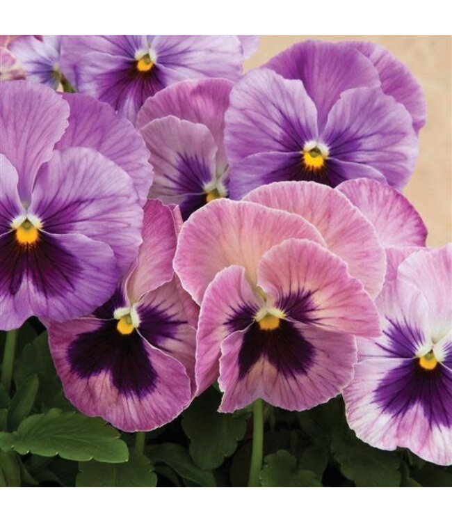 4" Pansy  Delta Pink Shades