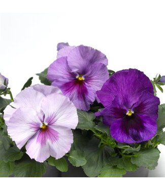 4" Pansy Delta Pro Lav Blue Sh