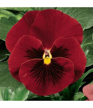 4" Pansy Delta Pure Red