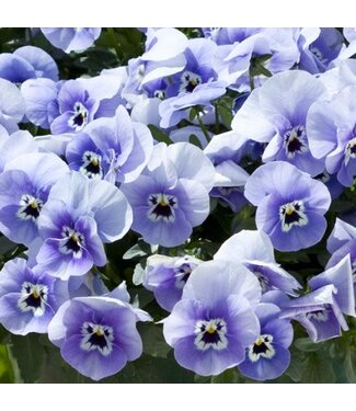 4" Pansy Freefall Marina