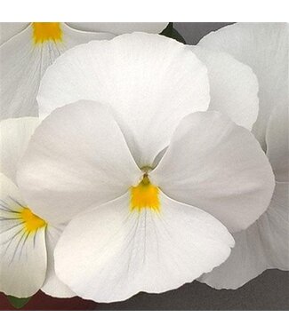 4" Pansy Freefall White