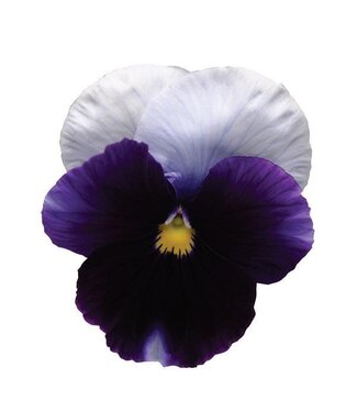 PANSY MATRIX BEACONSFIELD 4in