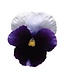 PANSY MATRIX BEACONSFIELD 4in