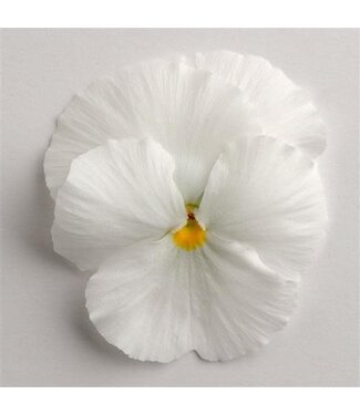 4" Pansy Matrix White