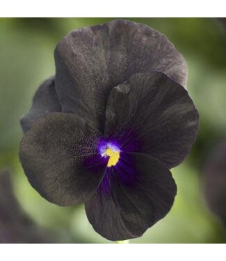 Viola Penny Black 3.5in