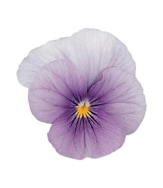 4" Viola Sorbet Icy Blue