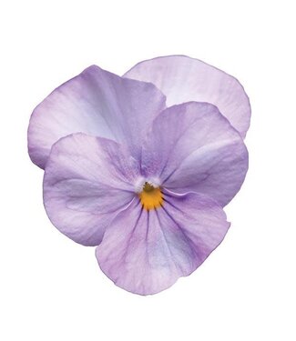 4" Viola Sorbet Lavender Pink