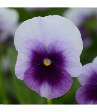 4" Viola Sorbet XP Beaconsfield