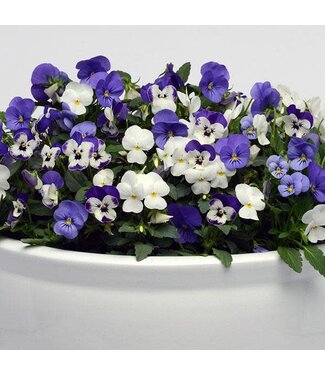 4" Viola Sorbet XP Blueberry Sunday